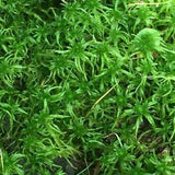 Sphagnum moss, pet habitat moss, orchid substrate, organic sphagnum moss, wholesale moss, terrarium moss, exotic plant substrate, live moss