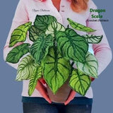 Crochet Dragon Scale Pattern photo tutorial -  Crochet Plant Pattern - for D???cor, Bouquets and Arrangements