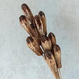 Dried Mehogany  Stem1 10pcs Bunch popularly Used for Home Decor and Filling