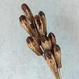 Dried Mehogany  Stem1 10pcs Bunch popularly Used for Home Decor and Filling