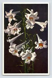 Postcard Garden Lily White Flower Thor Gyger Stehli Series 1940s Unposted