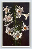 Postcard Garden Lily White Flower Thor Gyger Stehli Series 1940s Unposted
