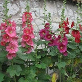 Mallow seeds, mallow seeds, alcea rosea seeds, hollyhock flower seeds, curly mallow, rare, mallow seeds, flower variety,salmon flower seeds