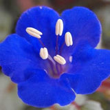100+ California Bluebell Flower Seeds- Phacelia Campanularia-B118