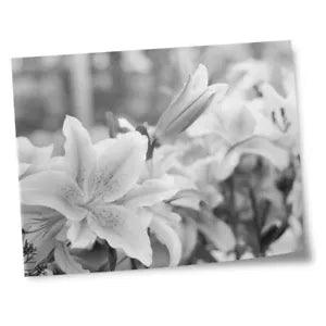8x10" Prints(No frames) - BW - Lily Flower Lillies Plant  #37466
