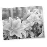 8x10" Prints(No frames) - BW - Lily Flower Lillies Plant  #37466