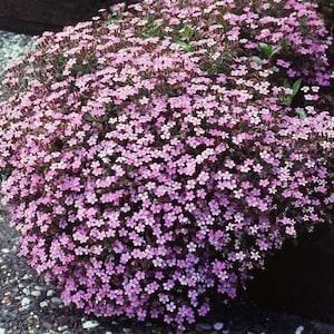 100 Pcs Rock Soapwort Flower Seeds-Saponaria Ocymoides Rose-pink Seeds-Tumbling Ted-Fast growing Semi Evergreen Groundcover Perennial/-FL430