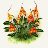 Orchid No. 387, 1885, Linden auth., botanical print (giclee) on canvas, 50x70cm. or 20x25" approx.