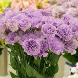Lovely Echo Lavender - Lisianthus - Eustoma - Mariachi Orchid (15 Seeds) - Fast New U.S.