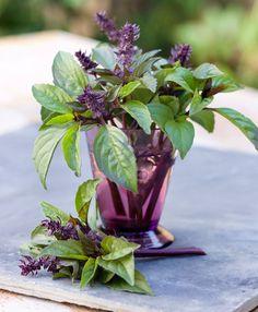 7 Bold Basils to Grow at Home Flower Delivery