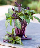 7 Bold Basils to Grow at Home Flower Delivery