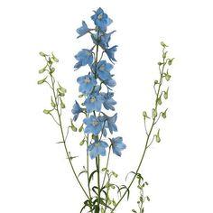 Delphinium - Light Blue - 4 Bunches Flower Delivery