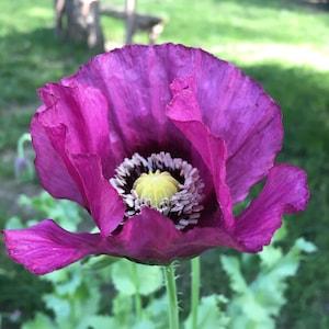 Lauren's Bush Poppy (1000+ seeds)
