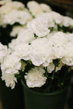 16 New Wedding Flowers That Still Look Beautiful For Couples On A Tight Budget Flower Delivery