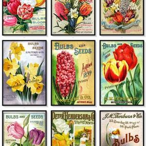 Lily Bulbs Vintage Seed Catalogue Covers Set of 9 Art Prints Daffodils Tulips Bulb Flowers