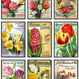 Lily Bulbs Vintage Seed Catalogue Covers Set of 9 Art Prints Daffodils Tulips Bulb Flowers