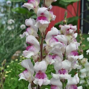 Snapdragon Seeds (20) - Lucky Lips Snapdragon
