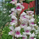 Snapdragon Seeds (20) - Lucky Lips Snapdragon