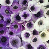 What We Grow ?? Flourish Flower Farm Flower Delivery