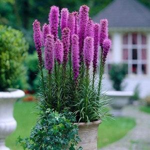 USA Seller - Flower Seeds - Gayfeather - Blazing Star - Perennial Flowers - Cut Flowers - Garden Pollinator - Garden Flowers