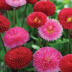 bellis pomponette mixed - 30 seeds - code 854