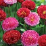 bellis pomponette mixed - 30 seeds - code 854
