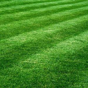 Beautiful Green Grass Lawn Seeds-Low Maintenance, withstand weather and Bugs. Mixture of  Fescues,Kentucky Bluegrass and Ryegrass