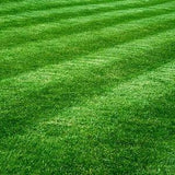 Beautiful Green Grass Lawn Seeds-Low Maintenance, withstand weather and Bugs. Mixture of  Fescues,Kentucky Bluegrass and Ryegrass