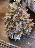 Assorted Rustic Dried Hydrangea Flower Heads - Approximately 6 To 8 Flower Heads