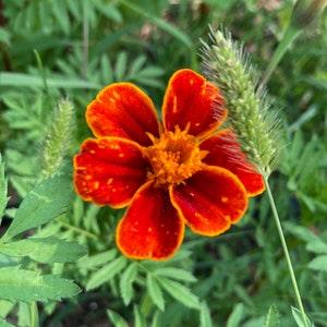Orange marigold seeds
