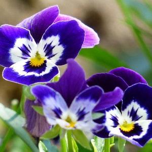 Viola F1 Jolly Face Seeds - 'Viola cornuta' - Easy to Grow in Autumn - 25 Organic Flower Seeds