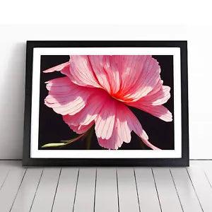 Splendorous Carnation Flower Framed Wall Art Poster Print Picture Large