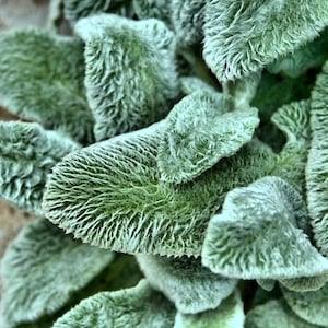 WOOLLY LAMB'S EAR Stachys Byzantina Soft Fuzzy Furry Hairy Leaves 20 Seeds