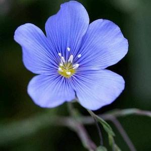 Flax Flower Seeds Blue Flax Flower Seeds, "Cool Beans N Sprouts" Brand.