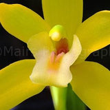 Nursery Decor, Cottage Decor, Yellow Green Flower Exotic Orchid, Fine Art Photography, signed 12x18 Original Photograph, Unmatted, Unframed
