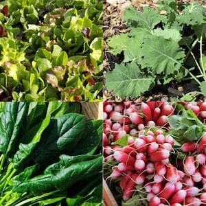 Medium Salad Garden Seed Kit - Vegetable  Seeds - Mother's Day Gardener's Gift Canada - Seed Kit - 3 Packets