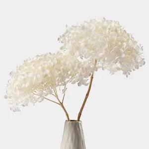 2 PCS Large Flower Heads Dried White Hydrangea Flowers (Length 14" Corolla