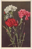 CPSM - FLOWER - flower - carnations - carnations - carnations.