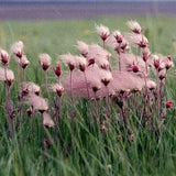 Prairie Smoke Flowering 10 Seeds