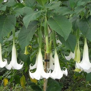 White Angel Trumpet Flower Seeds in Packet, Flowering Plant Brugmansia Solanaceae Seeds, Medicinal, Toxic