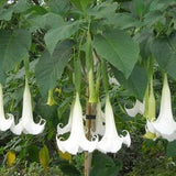 White Angel Trumpet Flower Seeds in Packet, Flowering Plant Brugmansia Solanaceae Seeds, Medicinal, Toxic