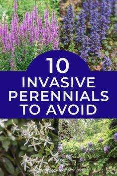 Invasive Plants: 10 Beautiful But Invasive Perennials You Do Not Want In Your Garden Flower Delivery