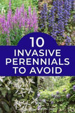 Invasive Plants: 10 Beautiful But Invasive Perennials You Do Not Want In Your Garden Flower Delivery