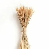Wheat Ears Flowers Wedding Decor Raw Color Natural Dried Flowers 100Stems/Pack