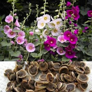 HOLLYHOCK SEEDS, Organic Flower Seeds