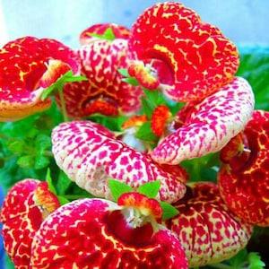 Calceolaria seeds 20 seeds -  code 053