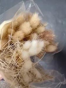 Pampas Grass Open Box Unused Dried Floral Arrangement Fall Home Decor Plant