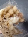 Pampas Grass Open Box Unused Dried Floral Arrangement Fall Home Decor Plant