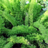 ORNAMENTAL ASPARAGUS FERN Densiflorus Sprengeri Trailing Houseplant 5 Large Rare Seeds