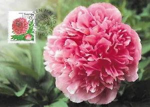 European Common Peony Paeonia Officinalis Flowers Sweden Mint Maxi FDC Card 2001